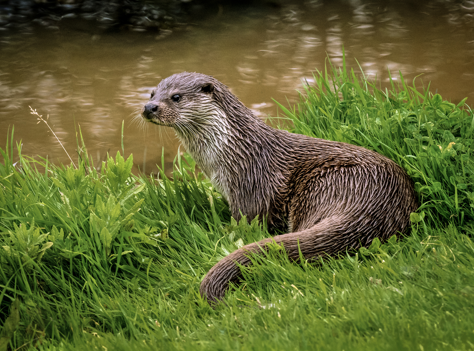 Otter on the bank